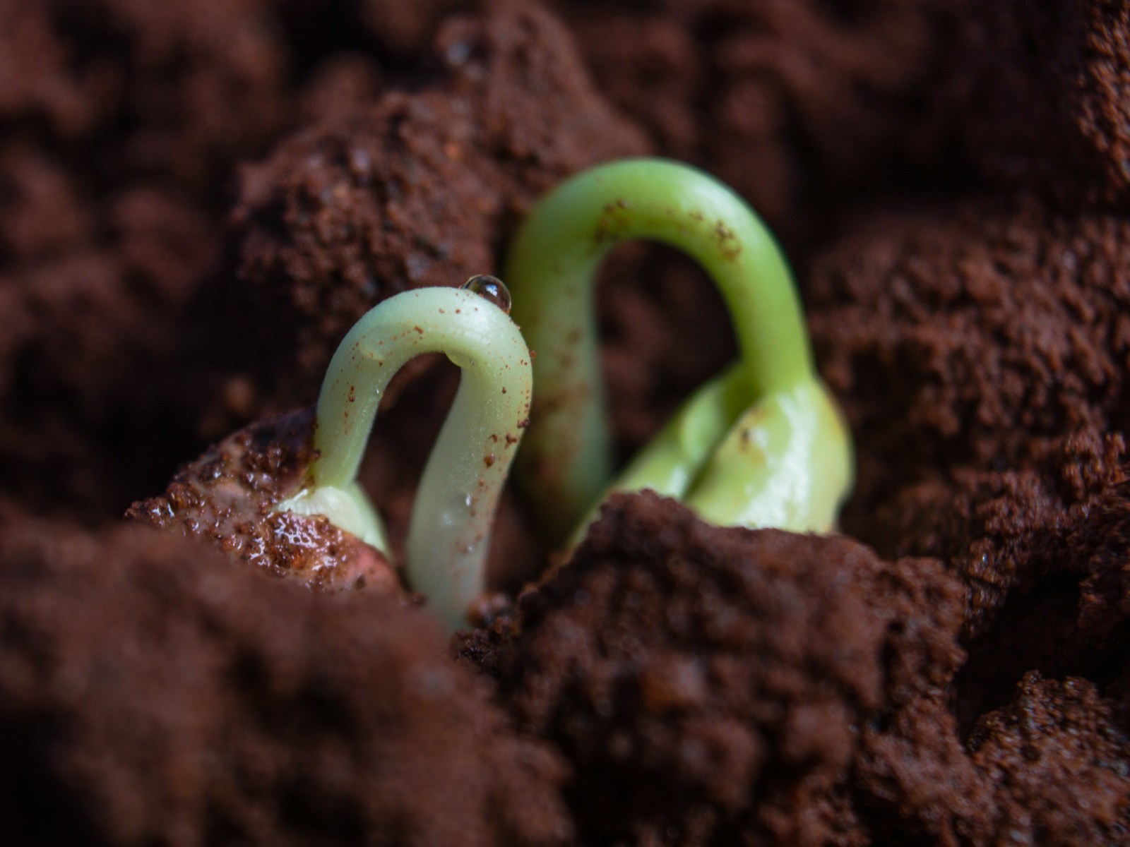 green and white snake on brown soil